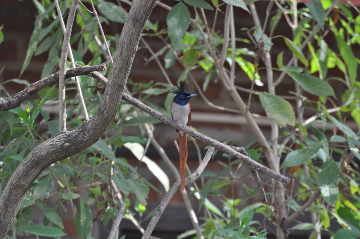 Indian Paradise-Flycatcher - ML143010441