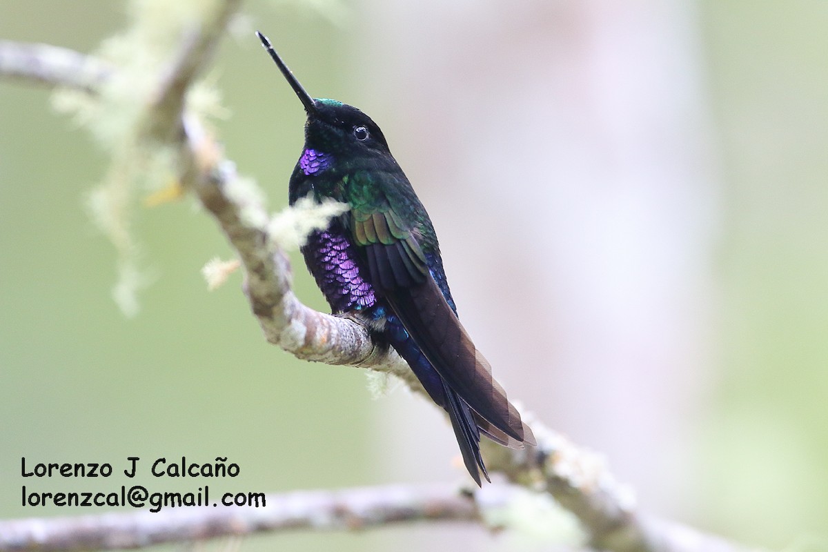 Blue-throated Starfrontlet - ML143011661