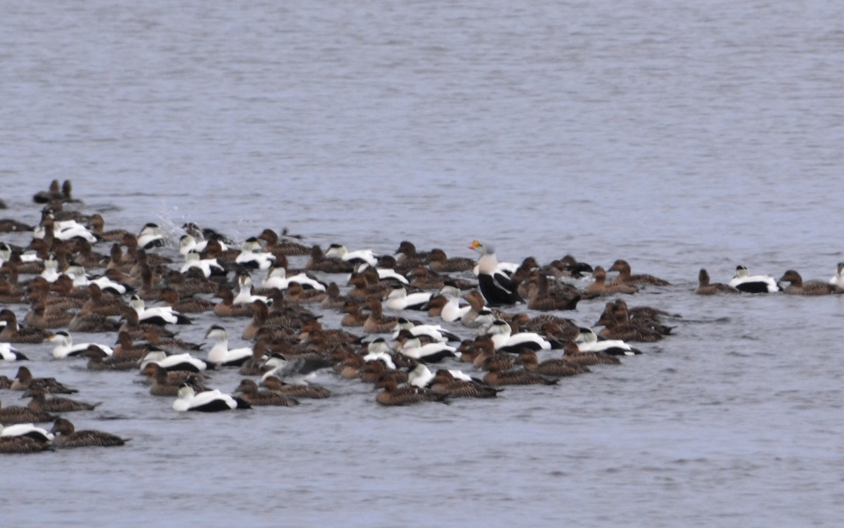 Eider à tête grise - ML143016051