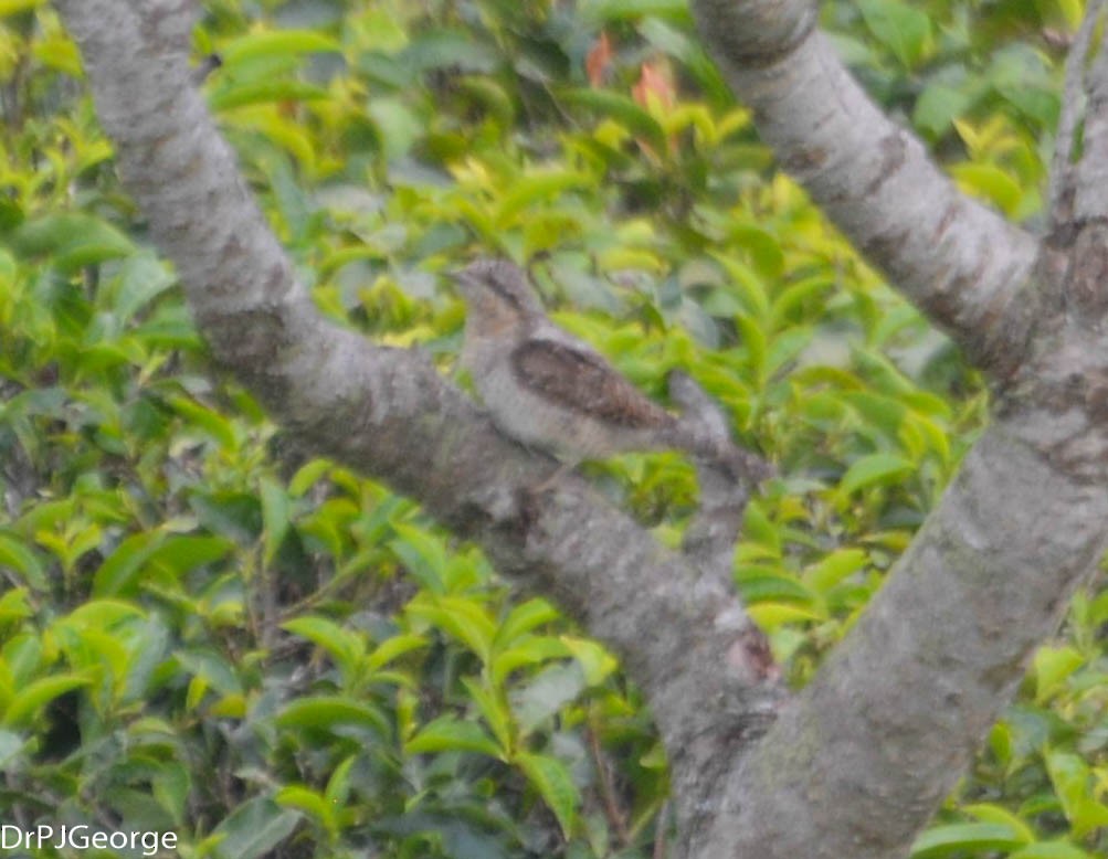 Eurasian Wryneck - ML143016181