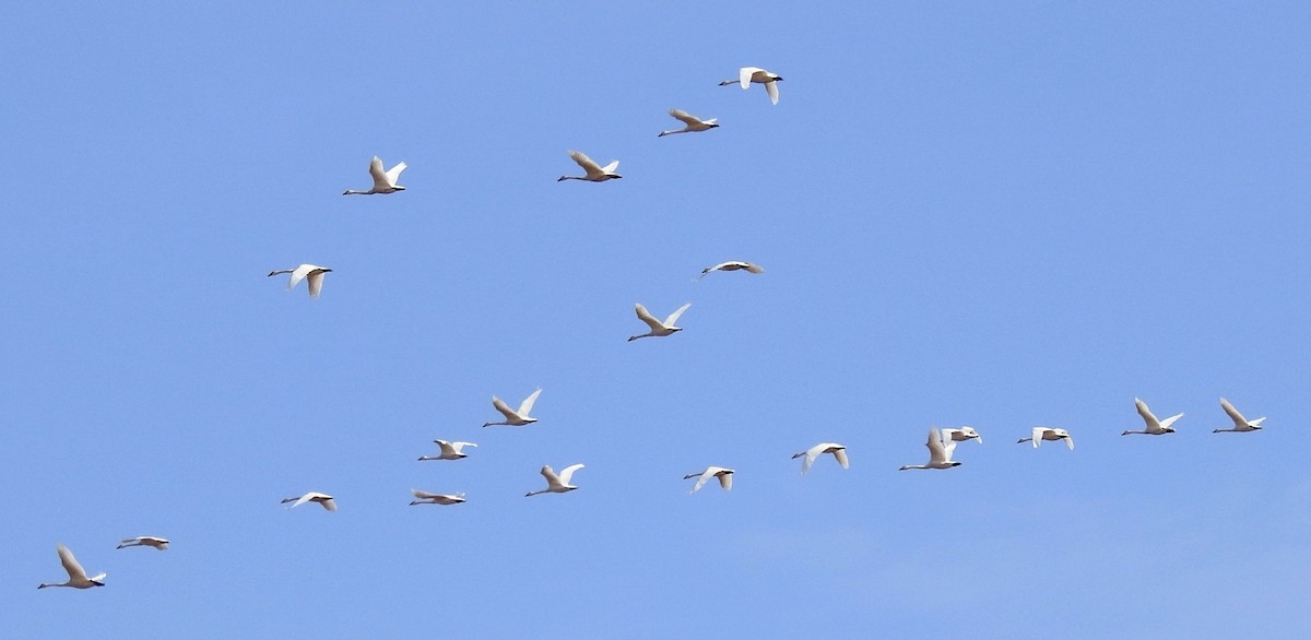 Tundra Swan - ML143016301