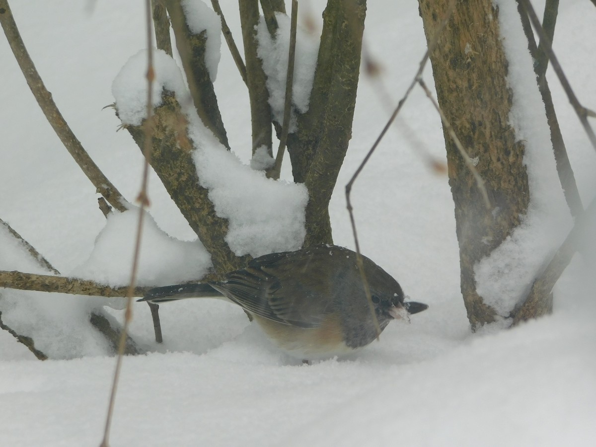 Junco ardoisé (groupe oreganus) - ML143017361