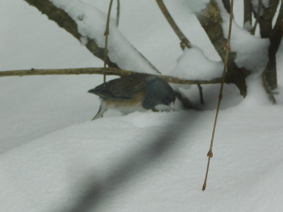 Junco ardoisé (groupe oreganus) - ML143017701