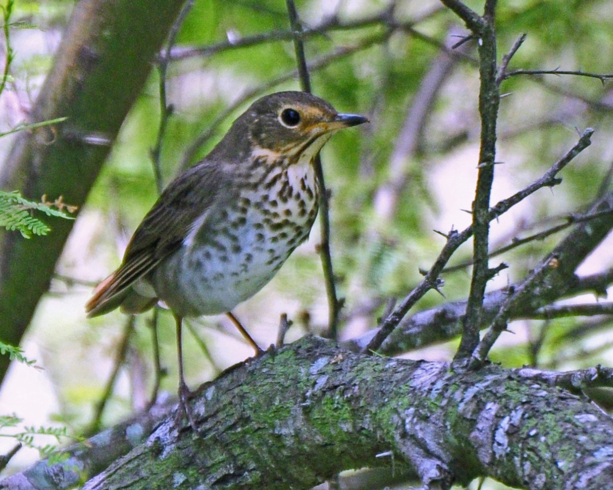 Swainson's Thrush - Adam Wood