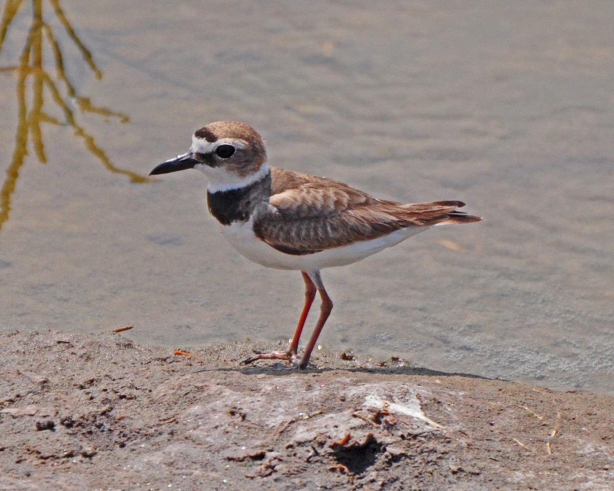 Wilson's Plover - Adam Wood