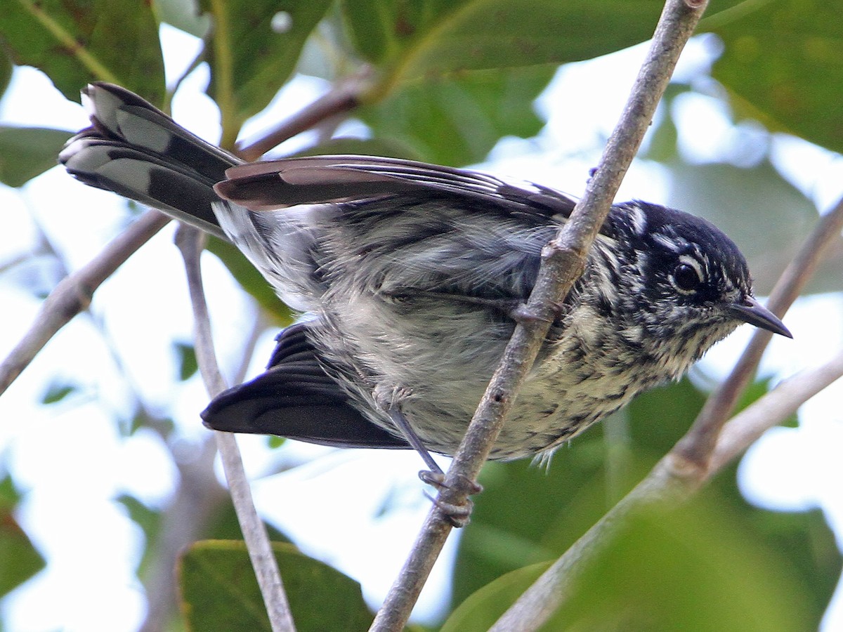 プエルトリコアメリカムシクイ - eBird