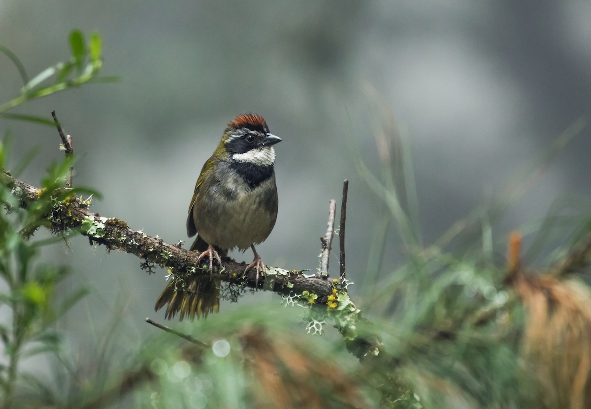 Collared Towhee - ML143019331