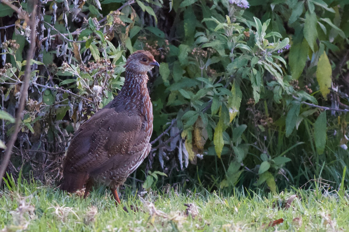 Jackson's Spurfowl - ML143019591