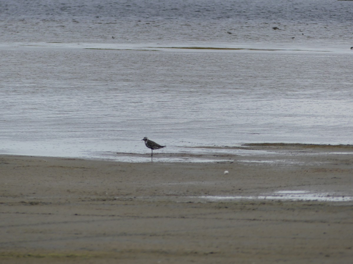 American Golden-Plover - ML143020571