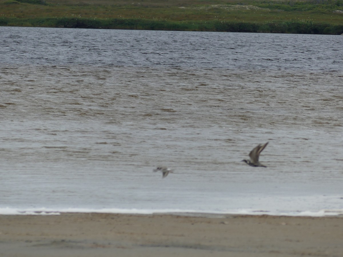 American Golden-Plover - ML143020681