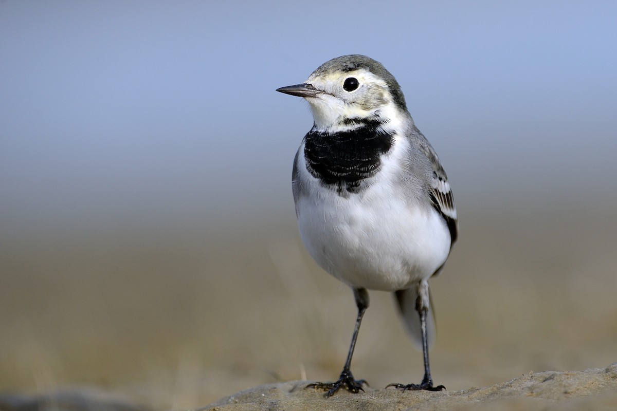 White Wagtail - ML143020771