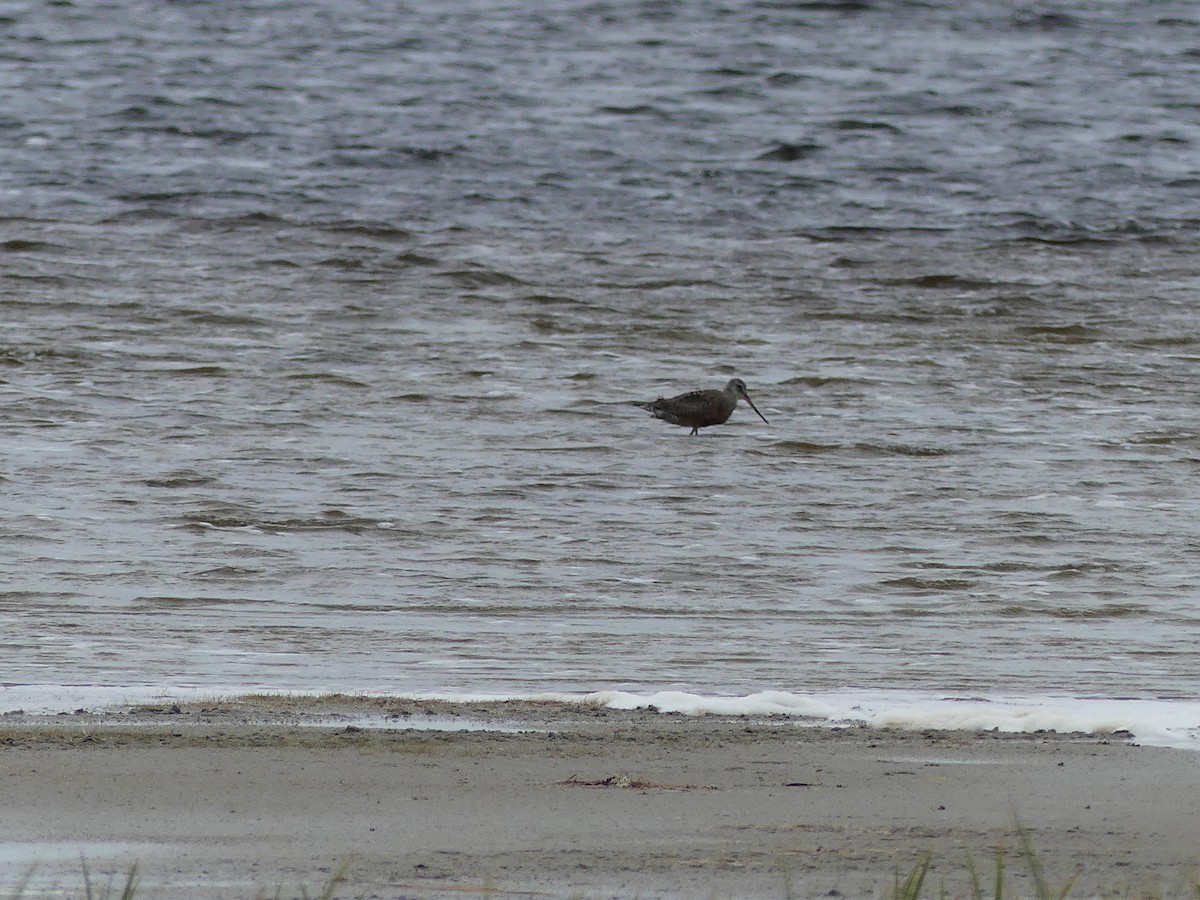 Hudsonian Godwit - ML143020891