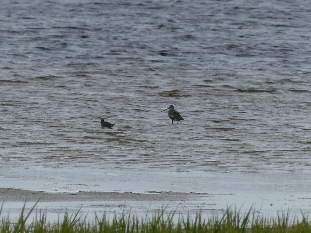 Hudsonian Godwit - ML143020921