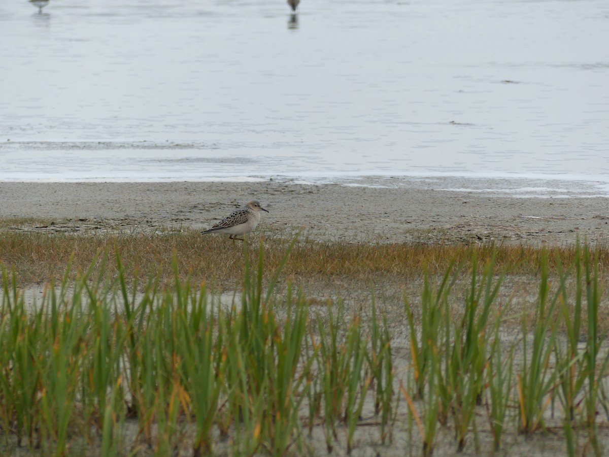 Buff-breasted Sandpiper - ML143021011