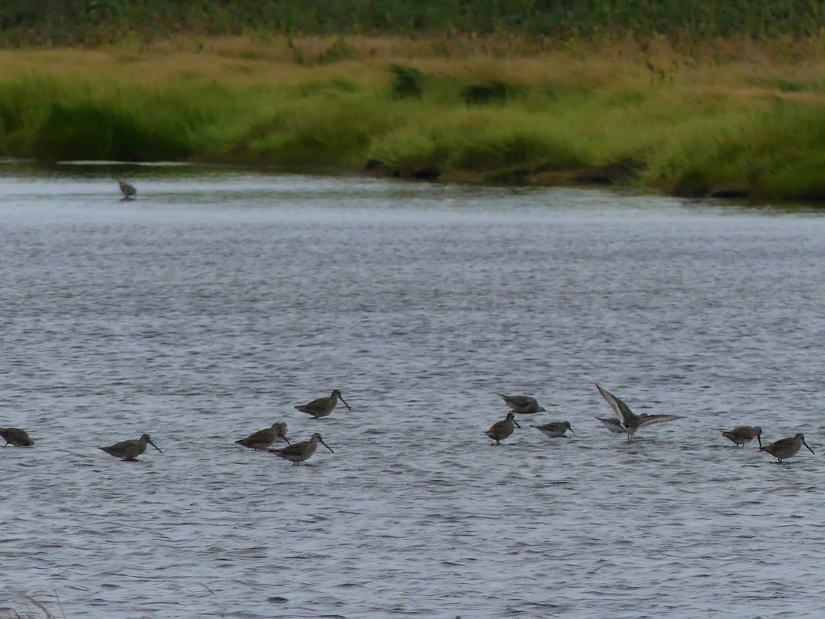 Short-billed Dowitcher - ML143021251