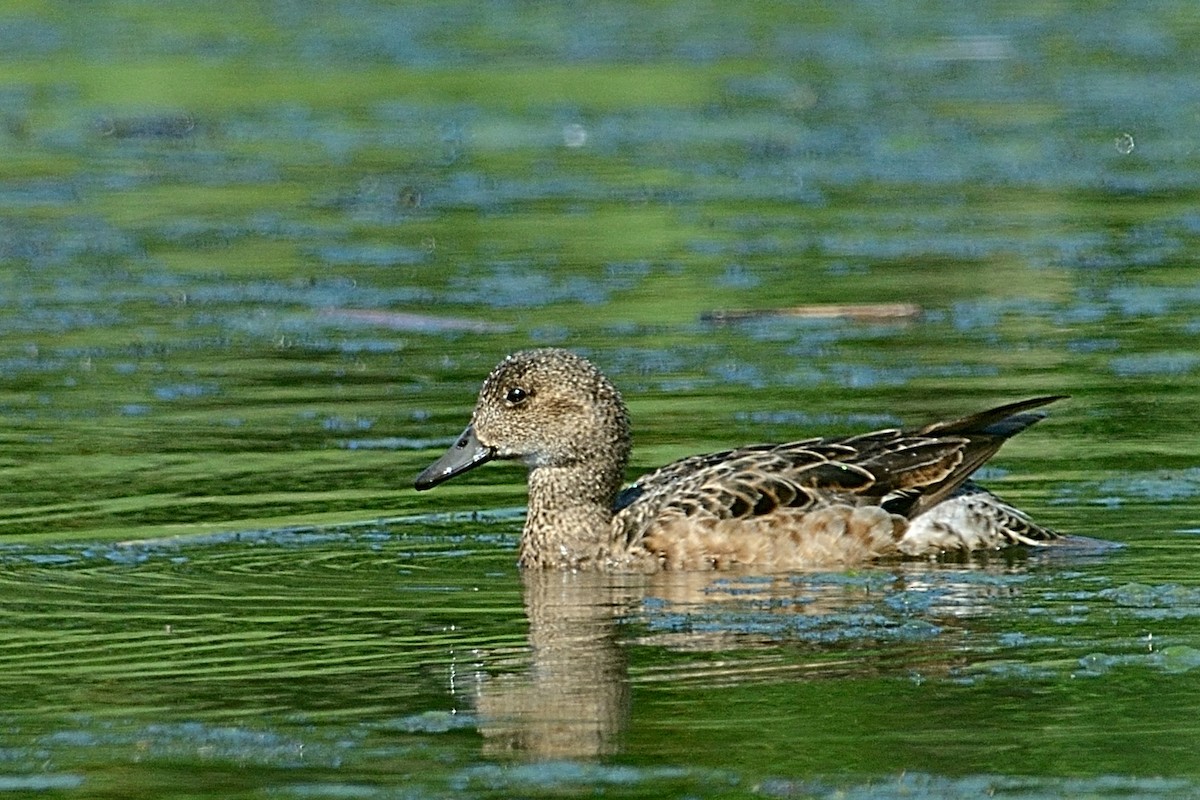 Eurasian Wigeon - ML143022551