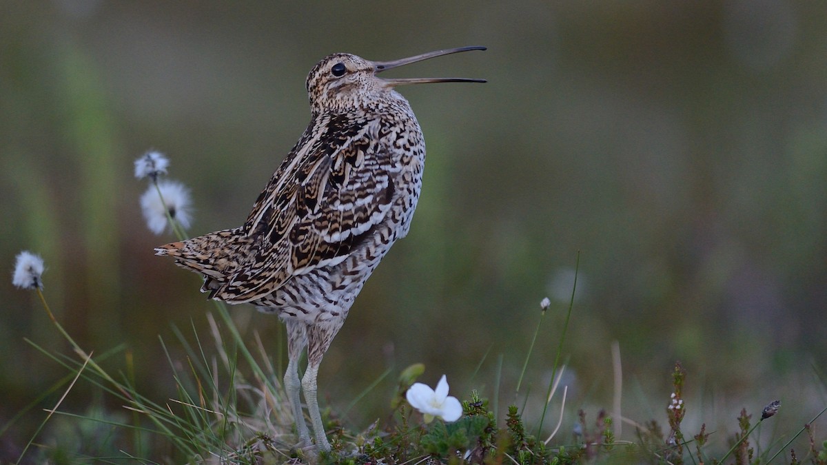 Great Snipe - ML143023211