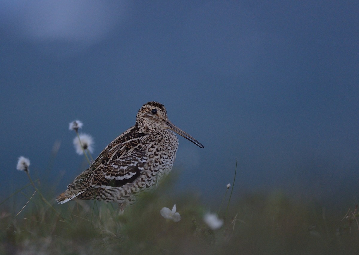 Great Snipe - ML143023221