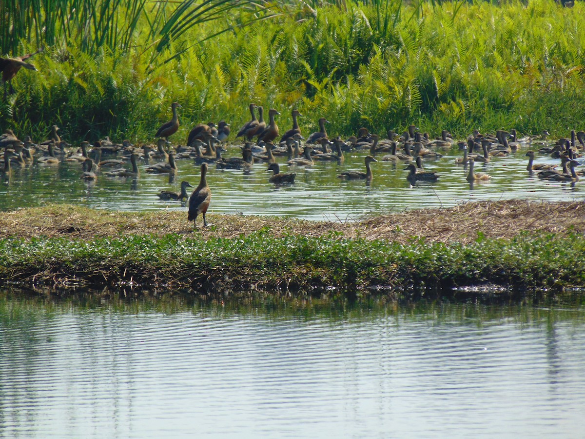 Garganey - ML143024031