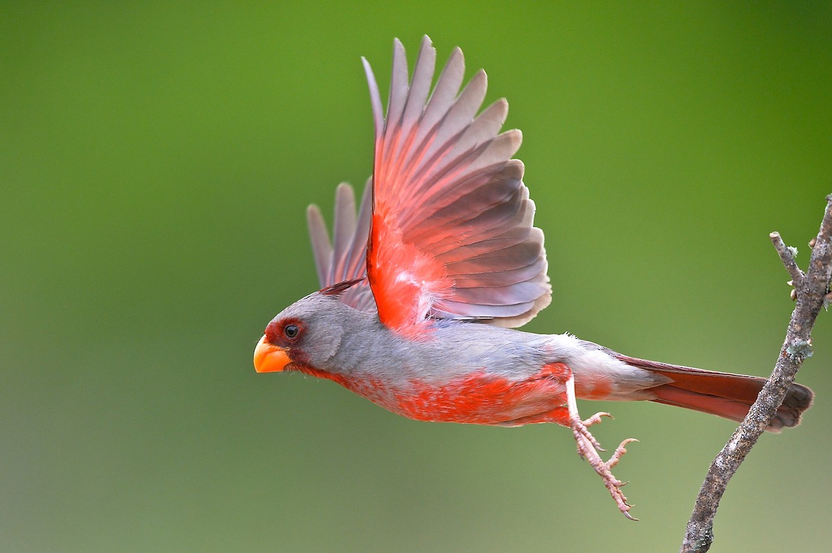 Pyrrhuloxia - ML143024651