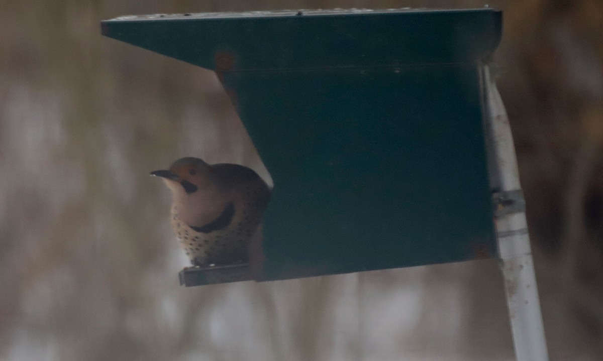 Northern Flicker - ML143026191