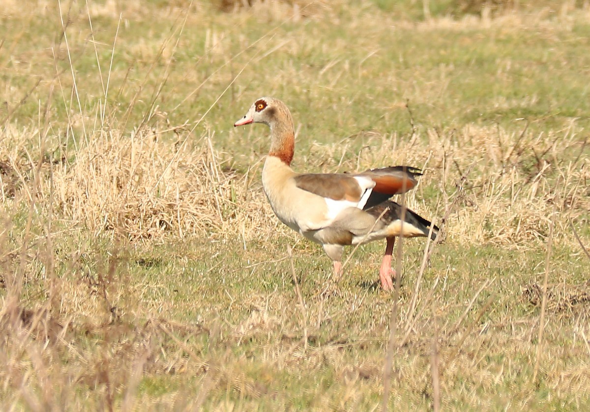 Egyptian Goose - Letty Roedolf Groenenboom