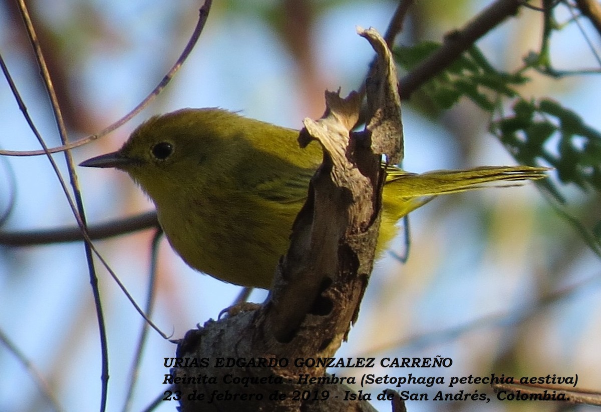Yellow Warbler - Urias Edgardo  Gonzalez Carreño