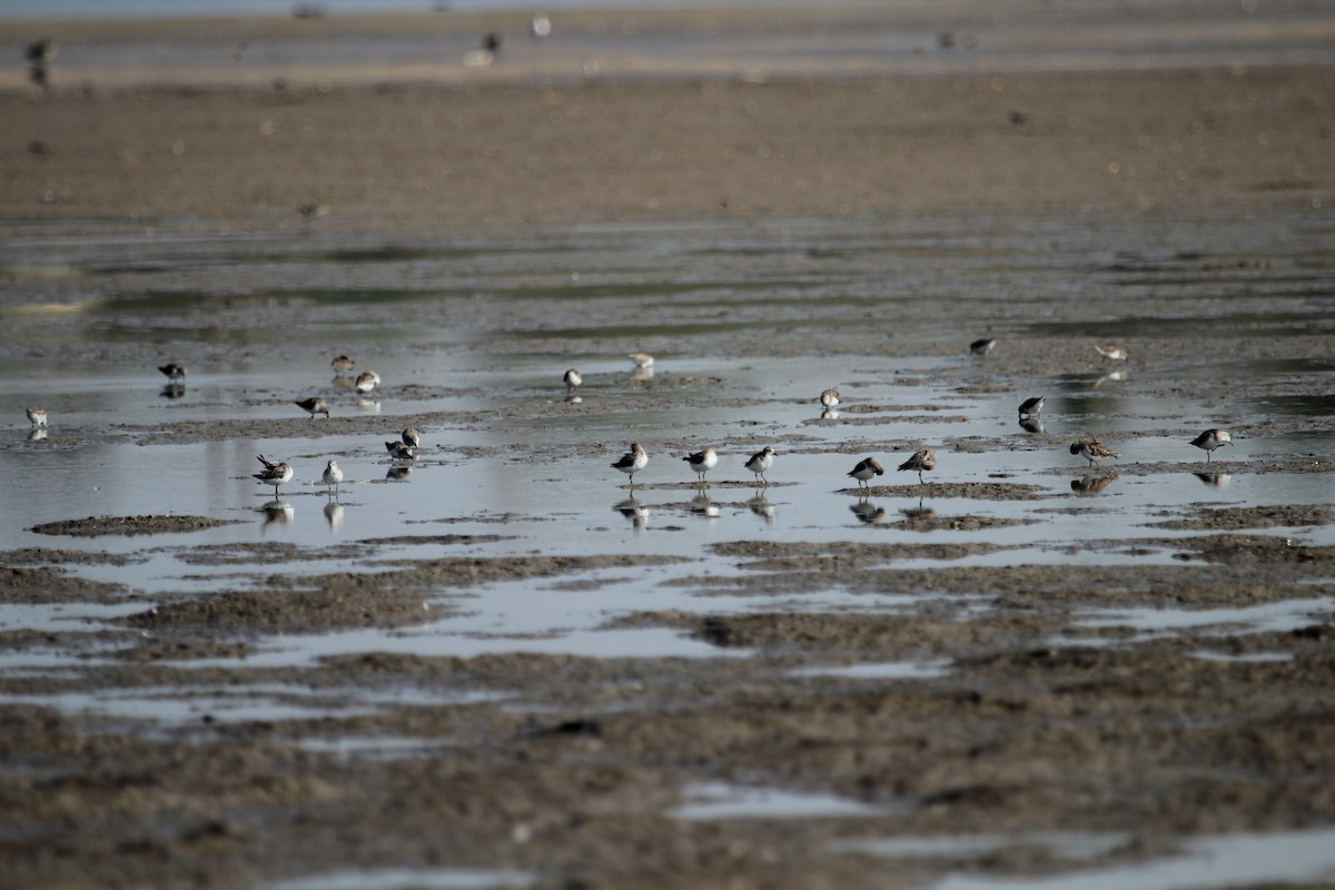 Little Stint - SHARMILA Abdulpurkar