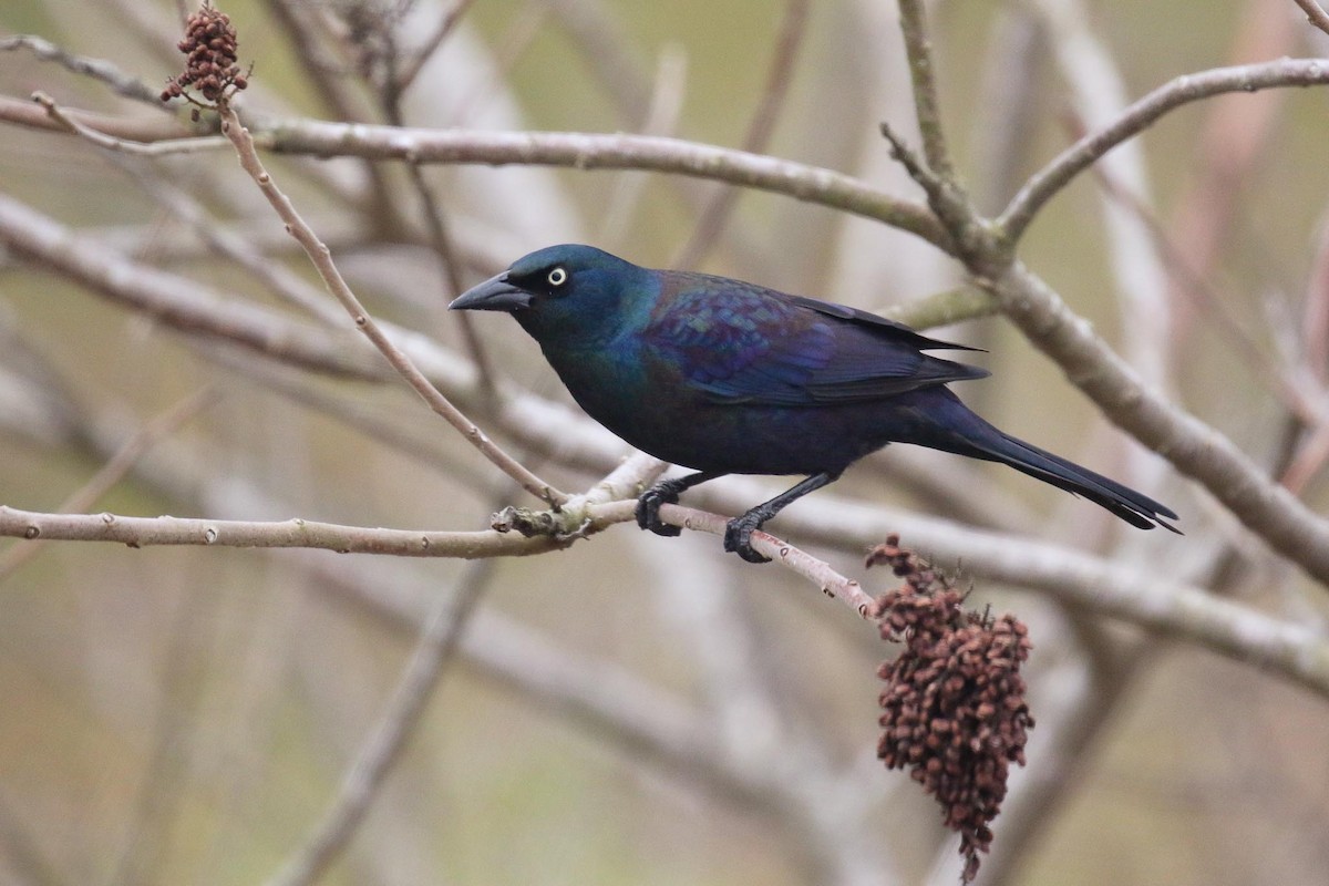 Common Grackle (Florida/Purple) - Michael O'Brien