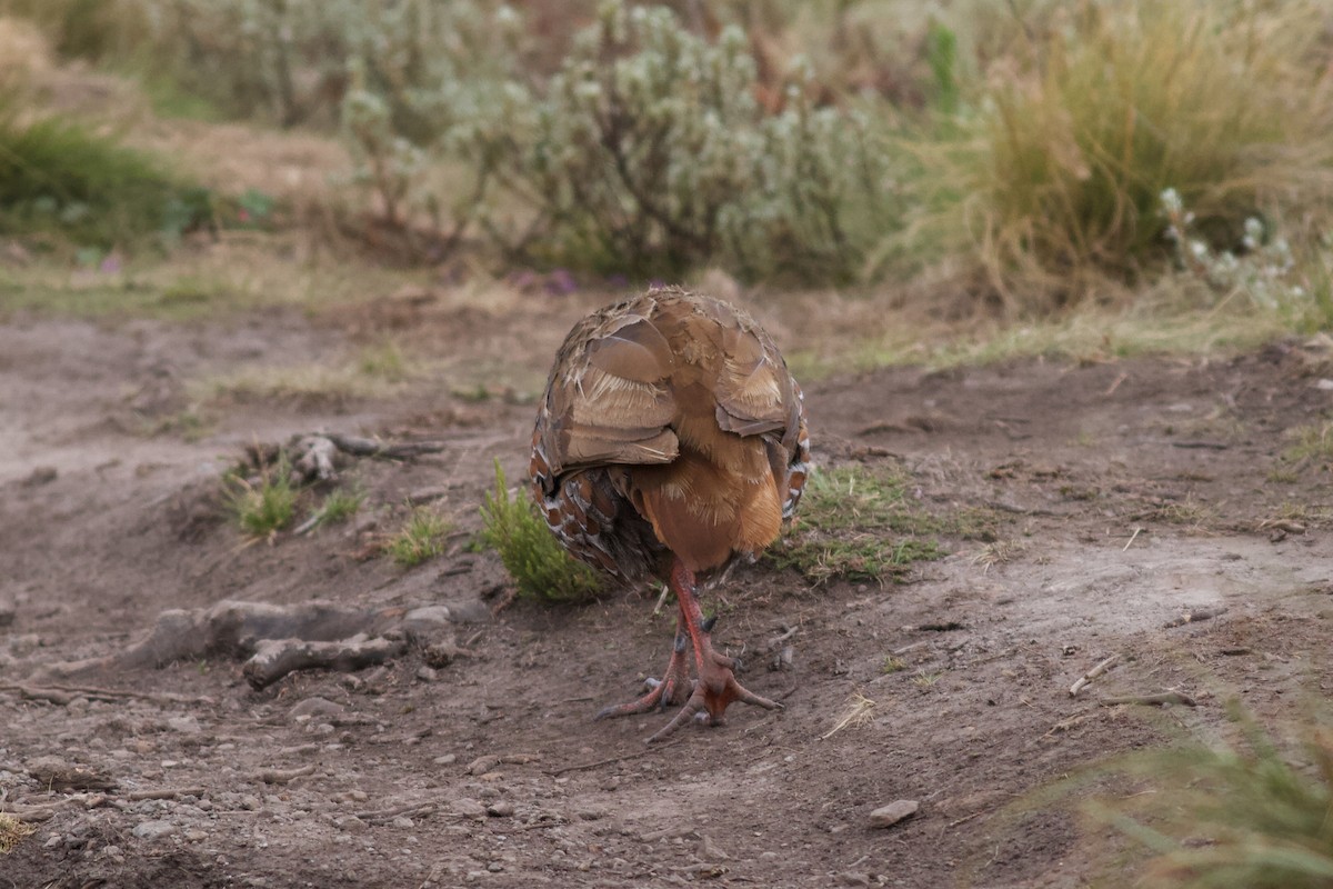 Jackson's Spurfowl - ML143028671