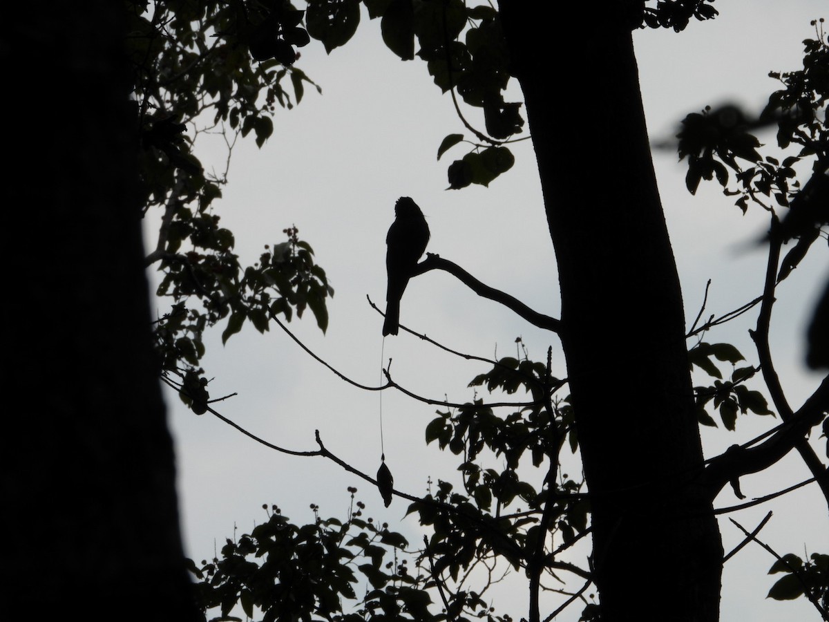 Lesser Racket-tailed Drongo - Virender Sharma