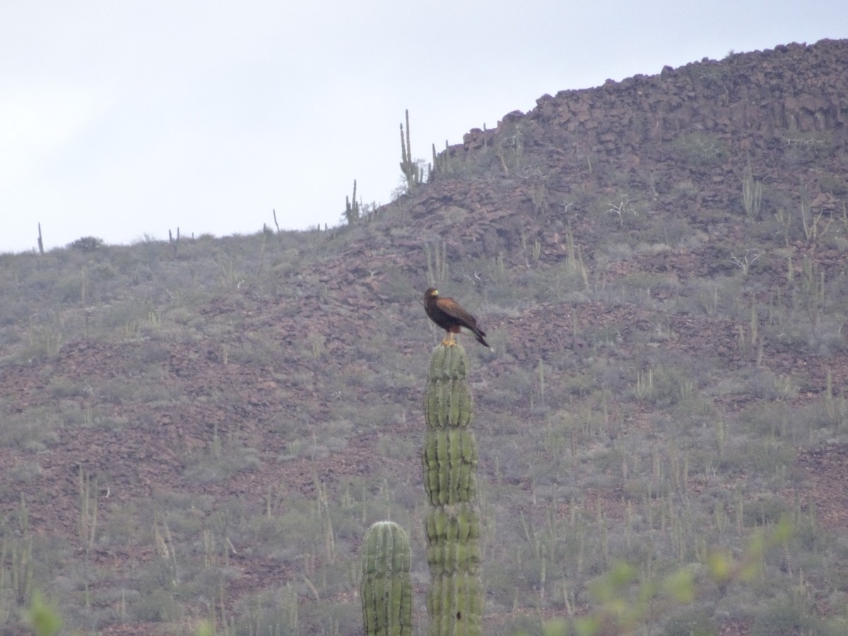 Harris's Hawk - ML143028981