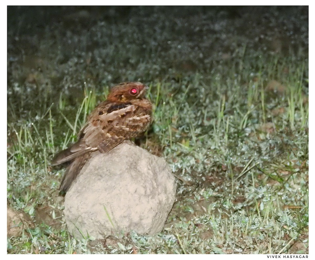 Jerdon's Nightjar - ML143029211