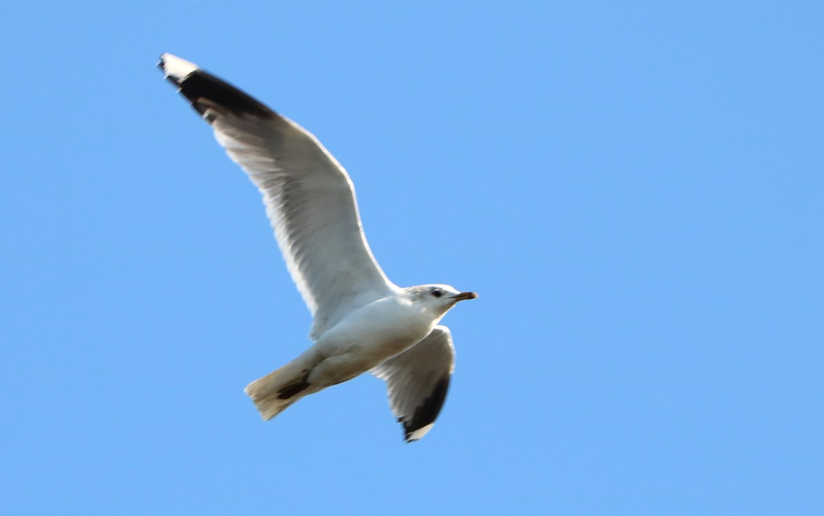 Common Gull - Letty Roedolf Groenenboom