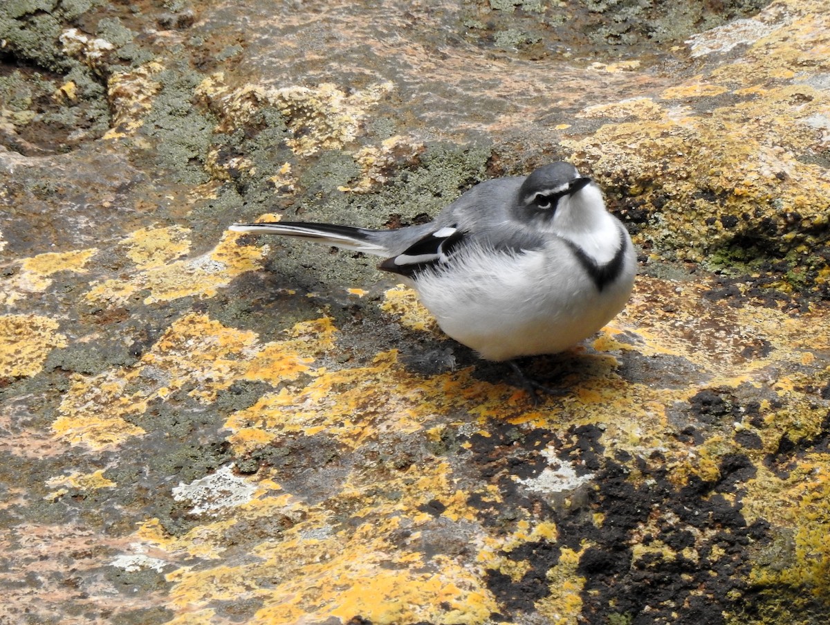 Mountain Wagtail - bob butler