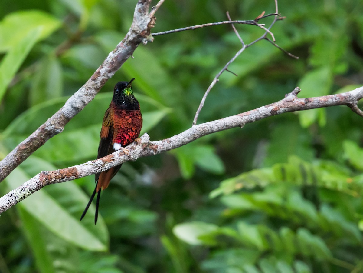 Colibrí Topacio - ML143030641