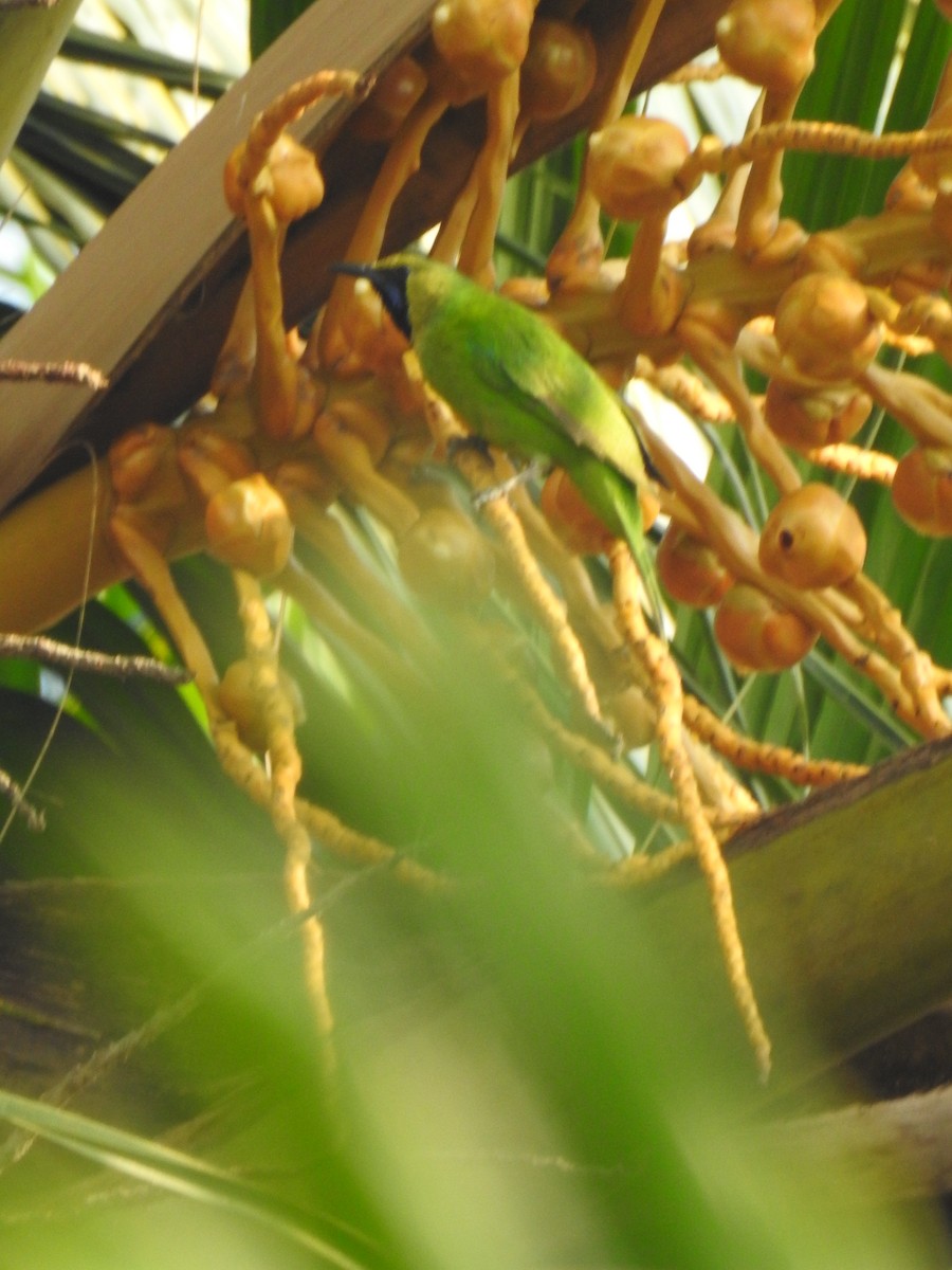 Jerdon's Leafbird - ML143030821