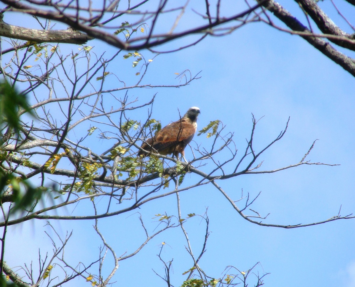 Black-collared Hawk - ML143032541