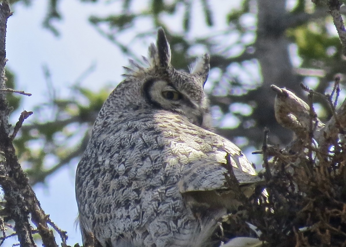 Great Horned Owl - Dave Bengston