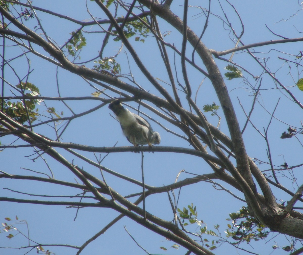 Gray-lined Hawk - ML143032871