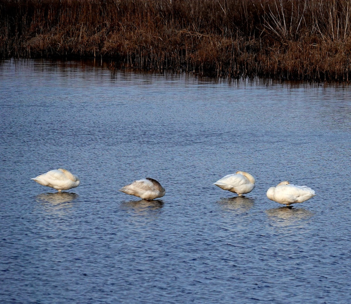 Tundra Swan - ML143034231