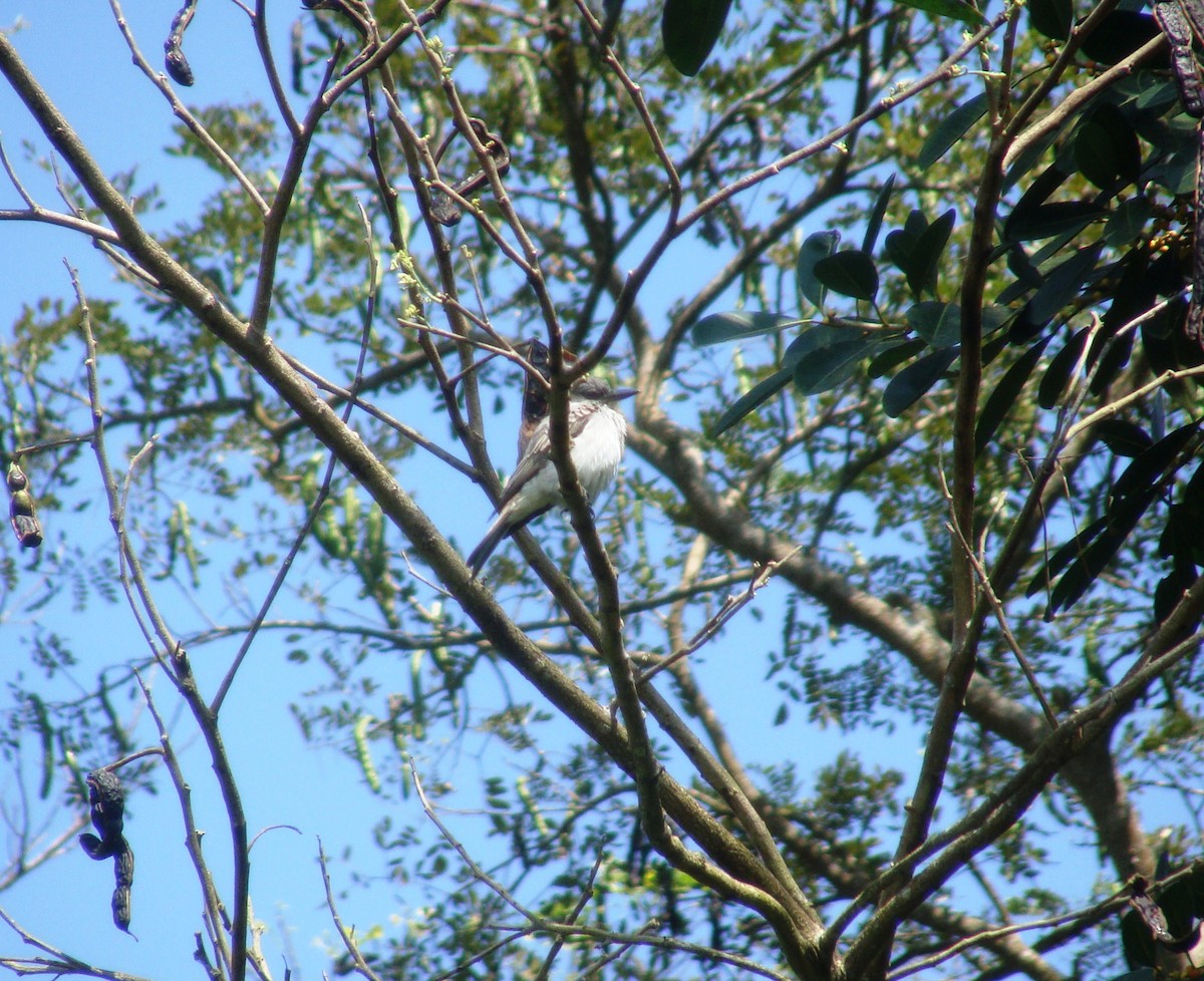 Gray Kingbird - ML143035051