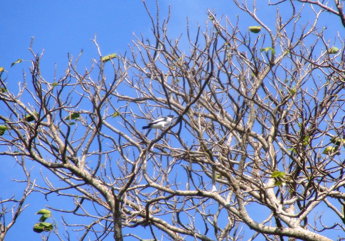 Black-crowned Tityra - ML143035121