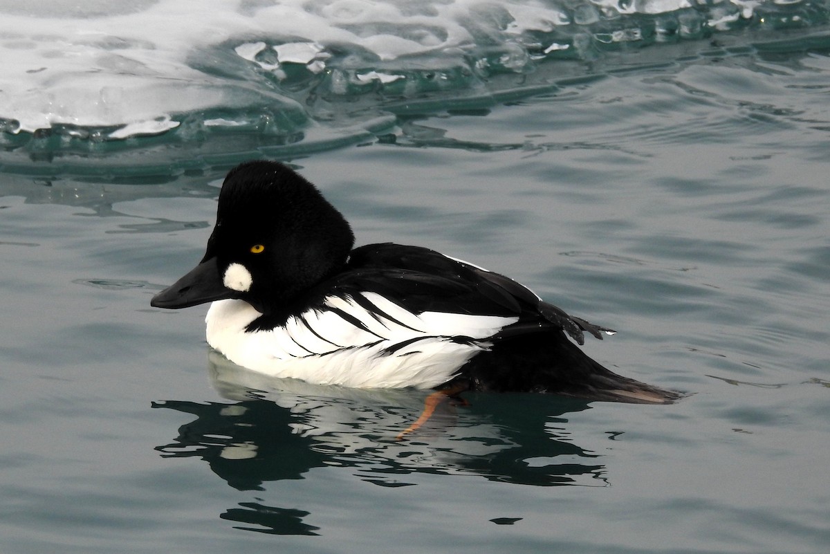 Common Goldeneye - Terry Walsh