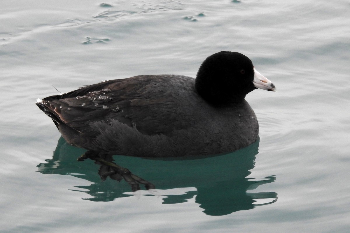 American Coot - Terry Walsh