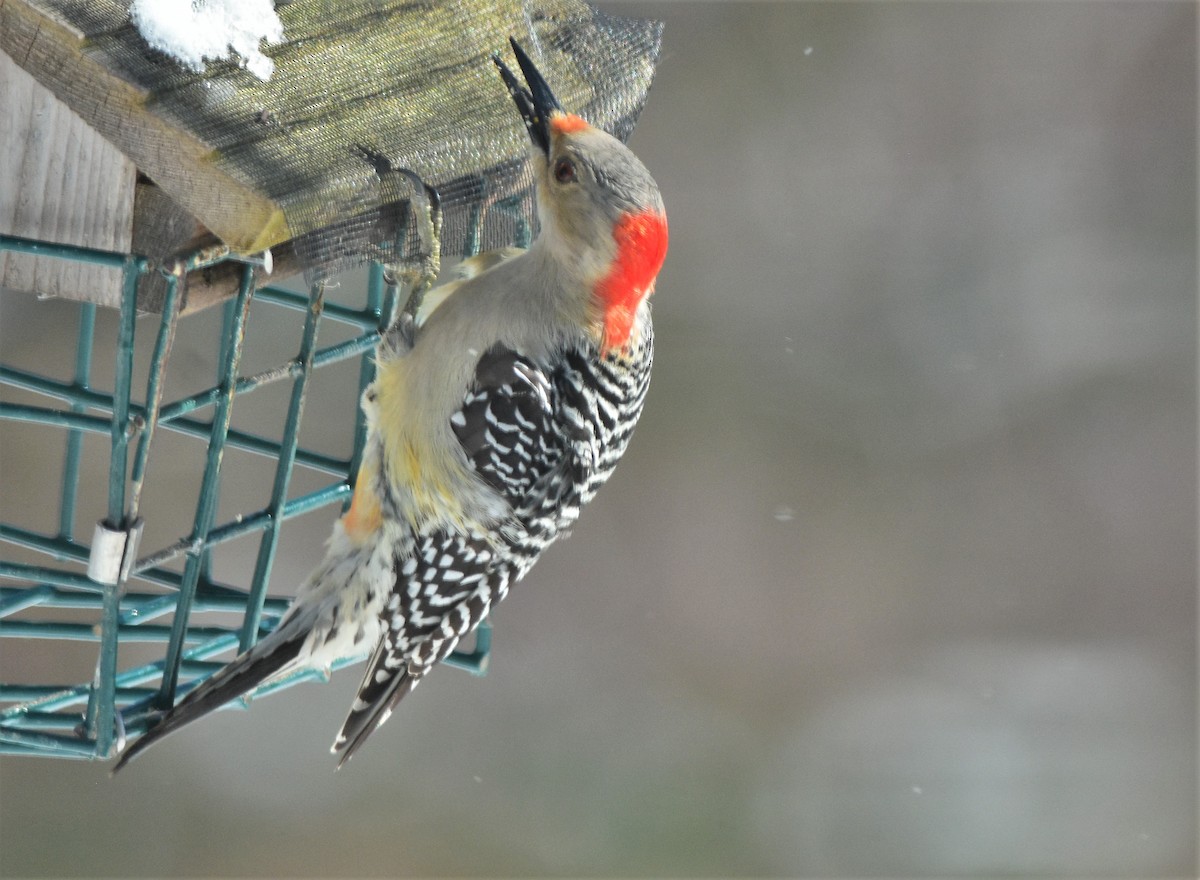 Red-bellied Woodpecker - ML143035301