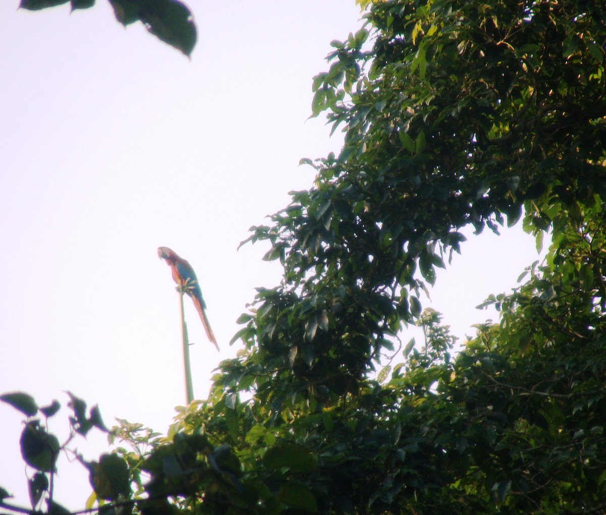 Red-and-green Macaw - ML143036291