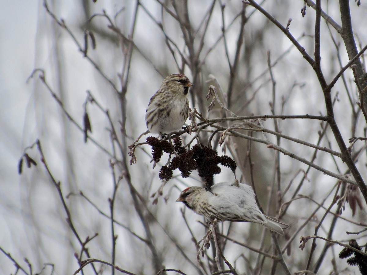 Common Redpoll - ML143036941