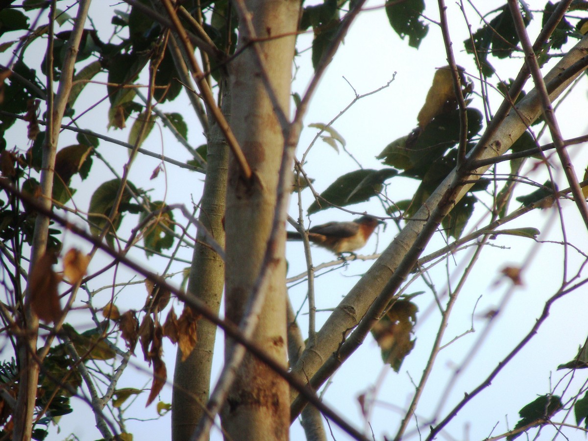 Dwarf Cuckoo - ML143037081