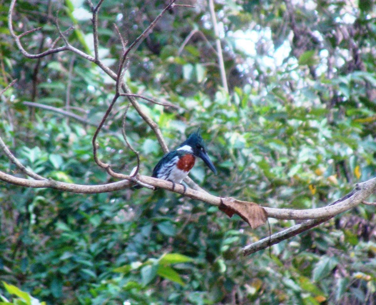 Amazon Kingfisher - ML143037331